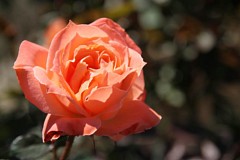 �s���_��A�������ɂ�