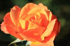 �s���_��A�������ɂ�