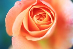 �s���_��A�������ɂ�