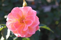 �s���_��A�������ɂ�