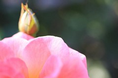 �s���_��A�������ɂ�