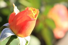 �s���_��A�������ɂ�