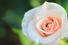 �s���_��A�������ɂ�