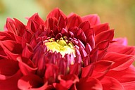 IMG_4985