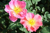 IMG_6375