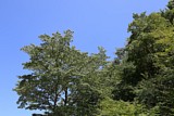 IMG_9961